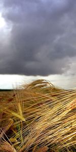 Nature,Sky,Clouds,Field,Ears,Mainly Cloudy,Overcast,Spikes,Foreground,Antennae,Tendrils