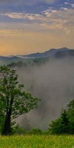 Naturaleza,Árboles,Cielo,Nubes,Amanecer,Altura