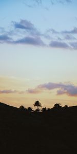 Naturaleza,Cielo,Horizonte,Nubes,Palms