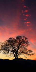 Nature,Sky,Clouds,Horizon,Tree,Sunset,Wood