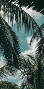 Nature,Nuages,Paume,Branches,Sky,Tropiques