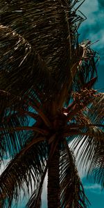 Nuages,Feuilles,Branches,Vent,Nature,Sky,Paume,Tropiques