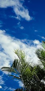 Naturaleza,Cielo,Hojas,Nubes,Palms,Zona Tropical,Trópico