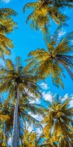 Naturaleza,Cielo,Nubes,Verano,Palms,Trópico,Zona Tropical