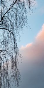 Nature,Sky,Clouds,Tree,Branches,Wood