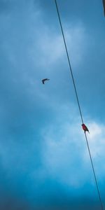 Nature,Sky,Clouds,Wire,Wires,Birds