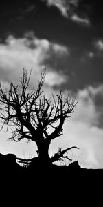 Naturaleza,Cielo,Nubes,Madera,Árbol,Sucursales,Ramas,Bw,Chb