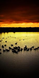 Naturaleza,Puesta Del Sol,Cielo,Noche,Ducks,Lago