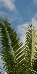 Nature,Sky,Leaves,Clouds,Palm,Branches