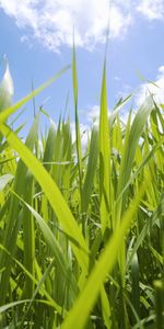 Nature,Sky,Leaves,Field