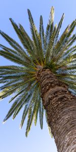 Nature,Sky,Leaves,Wood,Tree,Palm,Branches