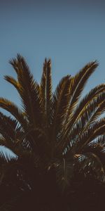 Nature,Sky,Leaves,Wood,Tree,Palm,Branches