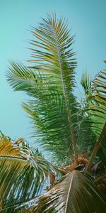 Nature,Sky,Leaves,Wood,Tree,Palm,Branches,Bottom View