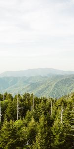 Nature,Sky,Mountains,Spruce,Fir,Hills,Dahl,Distance