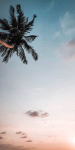 Nature,Sky,Palm,Branches,Dusk,Twilight