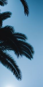 Nature,Sky,Palm,Branches,Leaves,Dark