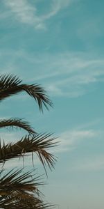 Nature,Sky,Palm,Branches,Leaves,Tropics