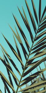 Nature,Sky,Palm,Branches,Plant,Leaves