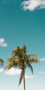 Nature,Sky,Palm,Minimalism