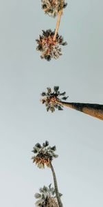 Sky,Nature,Palms,Minimalisme