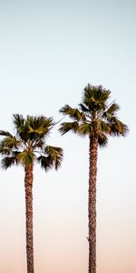 Nature,Sky,Palms,Minimalism