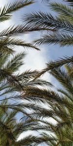 Nature,Sky,Plant,Branches,Palms