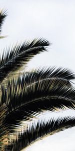 Plante,Planter,Branches,Nature,Paume,Sky