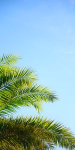 Nature,Sky,Plant,Palm,Branches