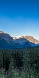 Nature,Sky,Rocks,Spruce,Fir,Trees