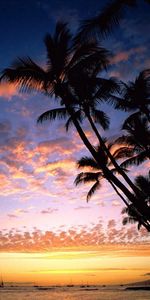 Nature,Sky,Sea,Shore,Bank,Outlines,Hawaii,Palms,Evening,Silhouettes,Ships