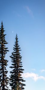 Nature,Sky,Spruce,Fir,Trees,Moon