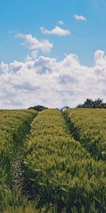 Domaine,Champ,Sky,Nature,Été,Plantes