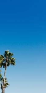 Naturaleza,Cielo,Verano,Madera,Palms,Árbol