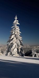 Nature,Sky,Sun,Branches,Branch,Hoarfrost,Frost,Gray Hair,Shadows,Ate,Snow