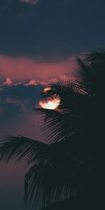 Nature,Sky,Sun,Clouds,Palm,Branch,Sunset