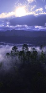 Nature,Sky,Sun,Clouds,Shine,Light,Fog,Haze,Trees,Forest,Creepy