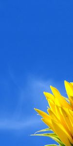 Nature,Sky,Sunflower,Moon