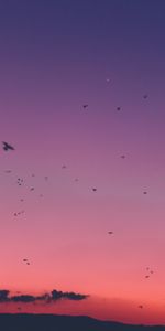 Sky,Nature,Oiseaux,Coucher De Soleil