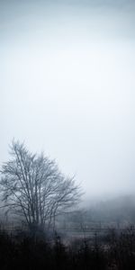 Nature,Sky,Tree,Fog,Wood