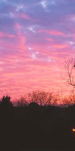 Nature,Sky,Tree,Sunset,Wood,Night