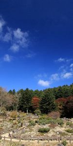 Nature,Sky,Trees,Autumn