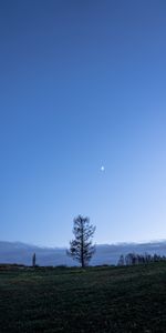 Naturaleza,Árboles,Cielo,Crepúsculo,Oscuridad,Polyana,Claro,Paisaje,Luna