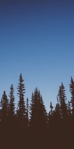 Nature,Sky,Twilight,Dusk,Trees,Dark