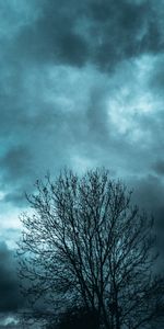 Nuages,Bois,Arbre,Branches,Soir,Sky,Nature