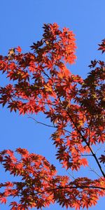 Bois,Arbre,Branches,Sky,Nature,Feuilles