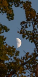 Nature,Sky,Wood,Tree,Branches,Moon