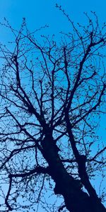 Nature,Sky,Wood,Tree,Branches,Spring