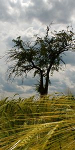 Naturaleza,Cielo,Madera,Orejas,Espigas,Árbol