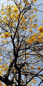 Naturaleza,Madera,Árbol,Floración,Florecer,Cielo