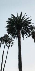 Nature,Sky,Wood,Tree,Palm,Branches,Bottom View